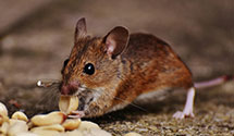 24 Hour & Emergency Exterminators in Marion, IN